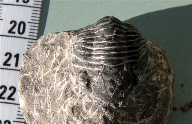 Trilobiti verosimilmente marocchine - seconda serie